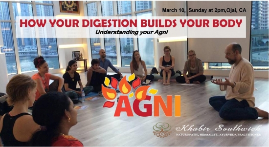 How your digestion creates all your tissue, systems and organs.